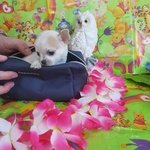 Chihuahua Femmina pelo raso Bianco Arancio Mosca - Foto n. 1
