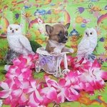 Chihuahua Femmina pelo raso Fulvo Carbonato mini Toy - Foto n. 3