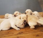 Splendidi Cuccioli di Labrador Retriever - Foto n. 3