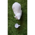 Regalasi Gattina Bianca di 4 Anni - Foto n. 1
