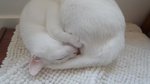 Regalasi Gattina Bianca di 4 Anni - Foto n. 4