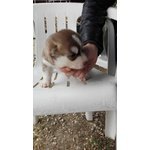 Cucciolo di Siberian Husky Disponibile da Meta' Mese - Foto n. 3