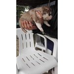 Cucciolo di Siberian Husky Disponibile da Meta' Mese - Foto n. 5