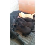 Cucciola nera di Labrador - Foto n. 1