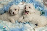 Cuccioli di Maltese Razza Pura - Foto n. 1