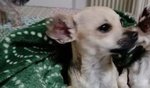 Cuccioli di Chihuahua Maschi - Foto n. 5