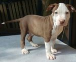 American Terrier Pitbull - Foto n. 2