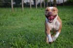 Cuccioli Pitbull red Nose - Foto n. 6