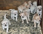 Labrador, Meticcio Morfeo, Cucciolo mix Labradorino Cerca Stallo o Adozione