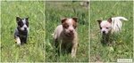 🐶 Australian Cattle Dog di 4 anni e 9 mesi in vendita a Pisa (PI) da privato