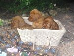 Cuccioli di Setter Irlandesi - Foto n. 4