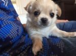 Cuccioli di Chihuahua a pelo Lungo - Foto n. 1