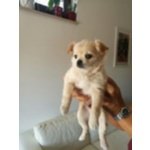 Cuccioli di Chihuahua a pelo Lungo - Foto n. 2