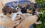 4 Cuccioli di Chihuahua con Pedigree.