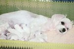 Allevamento Maltesi Cuccioli Disponibili Pagabili a Rate - Foto n. 2