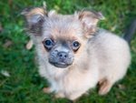 Cuccioli Chihuahua Minitoy