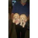 Cuccioli di Barboncino - Foto n. 2
