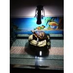 Tartarughe maschio in adozione a Salsomaggiore Terme (PR) da privato