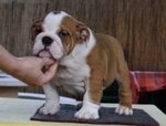 Bulldog Inglesi Cuccioli - Foto n. 2