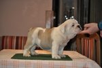 Bulldog Inglesi Cuccioli - Foto n. 5