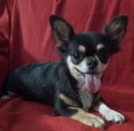 Chihuahua nerofocato