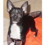 Chihuahua toy Cucciolo