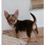 Chihuahua Cucioli - Foto n. 4