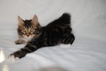 Kurilian Cuccioli: Gatti con la coda a Pompon - Foto n. 1
