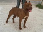 Pit bull ukc red Nose - Foto n. 2