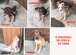 Gianduia, Moka, Kelly, nemo e Miele, Cuccioli di 3/4 Mesi, Dalla Sicilia a Bergamo per Realizzare Il