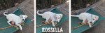 Rossella, Dolcissimo Incrocio Labrador, 3/4 Mesi, Futura Taglia Media, in Cerca di una casa per Semp