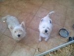 Offro in Regalo: due Cuccioli Maschi e Femmine di west Highland(offro Urgente) - Foto n. 2