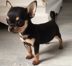 Chihuahua Cuccioli - Foto n. 2