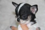Chihuahua Cuccioli - Foto n. 5