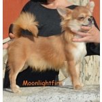 Chihuahua Maschio pelo Lungo con Pedigree - Foto n. 2
