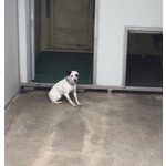 🐶 Chihuahua femmina in adozione a Bergamo (BG) da privato