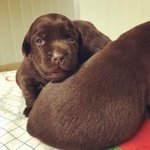 Cuccioli di Labrador Chocolate con Pedigree