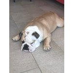 🐶 Bulldog Inglese maschio di 5 anni e 2 mesi in accoppiamento a Como (CO) da privato