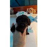 Cuccioli di Barboncino toy nero con Pedigree