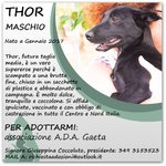 Thor: cane in Regalo - Foto n. 5