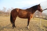 Quarter Horse femmina in vendita a Pieve Vergonte (VB) e in tutta Italia da privato
