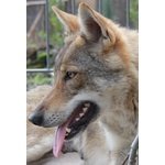 Cuccioli cane lupo Cecoslovacco - Foto n. 5
