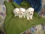 Cuccioli Maltese - Foto n. 2