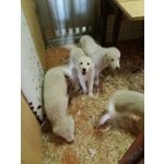 Cuccioli di Pastore Maremmano in Regalo - Foto n. 1