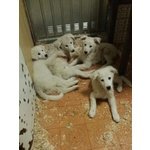 Cuccioli di Pastore Maremmano in Regalo - Foto n. 2