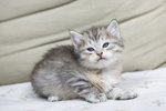Splendidi Cuccioli Gatto Siberiano Disponibili - Foto n. 4