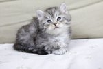 Splendidi Cuccioli Gatto Siberiano Disponibili - Foto n. 6