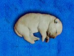 Cuccioli di Labrador - Foto n. 6