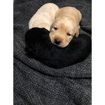 Cuccioli di Labrador - Foto n. 8