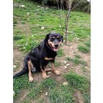 Ofelia, Meravigliosa Simil Rottweiler - Foto n. 2